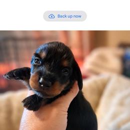 Raven - Black and tan male Dachshund puppy in Statesville, North Carolina from Dannie's Doxies