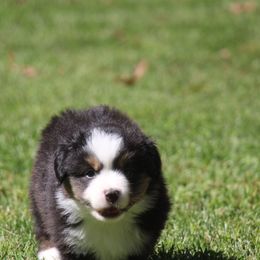 Willow - Black tri female Miniature American Shepherd puppy in Philpot, Kentucky from MarLoWin Aussies