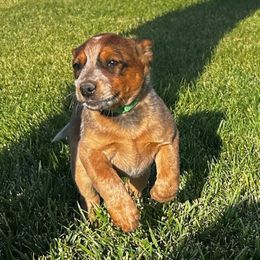 Hank (Eagle) - Red mottled male Australian Cattle Dog puppy in Mount Pleasant, Utah from Christensen Heelers and Labs