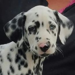 Dalmatians from Montjuic Dalmatians