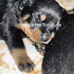 Rottweiler Puppies from Vom Arnold-Hause Rottweilers