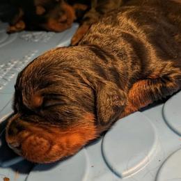 English Setter puppies from Windsor Setters