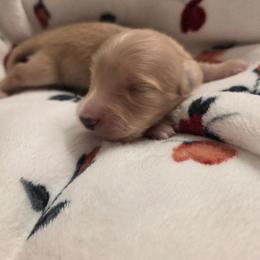 Eddie - Cream male Dachshund puppy in Barstow, California from Samy's Dachshund Den
