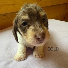 SOLD - Chocolate and tan female Dachshund puppy in Helenville, Wisconsin from Remarkable Doxies