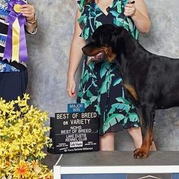 Rottweilers from Dragonflytkennels