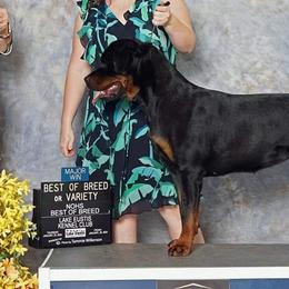 Rottweilers from Dragonflytkennels