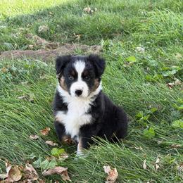 BO - Black tri-color male Australian Shepherd puppy in Pendleton, Oregon from High West Aussies