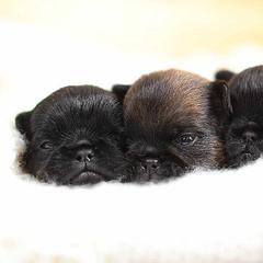 Brussels Griffon and Italian Greyhound Puppies from Adornare Kennels