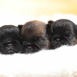 Brussels Griffon and Italian Greyhound Puppies from Adornare Kennels