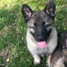 German Shepherd Puppies from Alte Schule Shepherds
