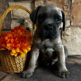 Black collar - Gray and fawn male Cane Corso puppy in Tucson, Arizona from Cane Corso Friends