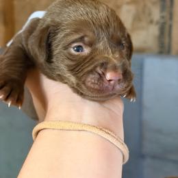 White - Chocolate male Labrador Retriever puppy in Millville, New Jersey from Creekside Canines