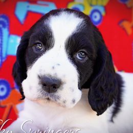 Male6 - Black and white male English Springer Spaniel puppy in Great Falls, Montana from Big Sky Springers