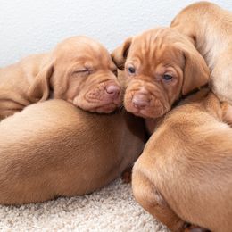 German Shorthaired Pointer and Vizsla Puppies from Nosam Kennels
