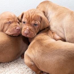 German Shorthaired Pointer and Vizsla Puppies from Nosam Kennels