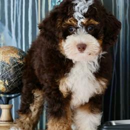 Hero - Brown and white male Bernedoodle puppy in Muskogee, Oklahoma from Lawler’s Legacy Litters