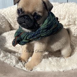 Pug Puppies from Willow Dove Pugs