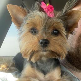 Cora - Yorkshire Terrier