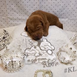 Dilute Retriever and Labrador Retriever Puppies from Kilgore’s Labrador Retrievers