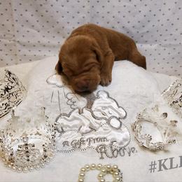 Dilute Retriever and Labrador Retriever Puppies from Kilgore’s Labrador Retrievers