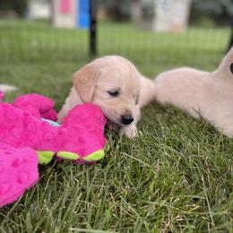 Golden Retriever Puppies from Crescent View Goldens