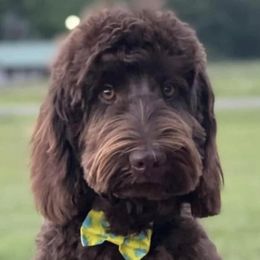 Scout - Goldendoodle