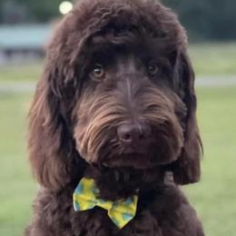 Scout - Goldendoodle