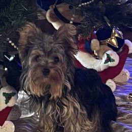 Molly - Yorkshire Terrier