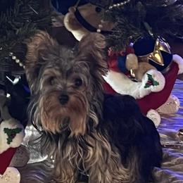 Molly - Yorkshire Terrier