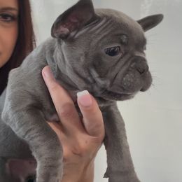 Lilac male - Blue male French Bulldog puppy in Denison, Texas from Lovemyfrenchies – Stoddard Frenchbulldog's