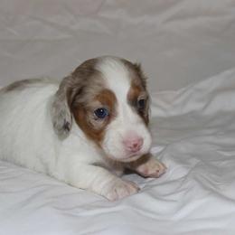 Quimby (3625) - Dapple female Dachshund puppy in Sonora, Kentucky from Maple Hill Miniature Dachshunds