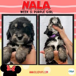 Nala (Purple) - female Golden Mountain Doodle puppy in Boiling Springs, South Carolina from OlliePups, LLC