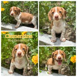 Clementine - Red female Dachshund puppy in Florida from Niki Humphries' Dachshunds