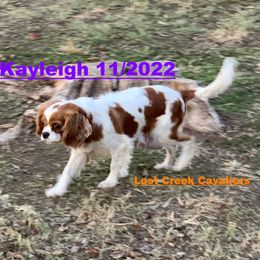 Kaylie - Cavalier King Charles Spaniel