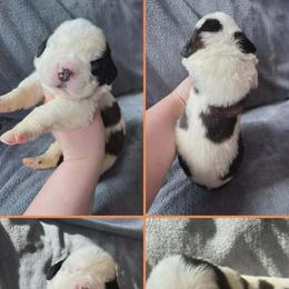 Boy 2 - male Saint Bernard puppy in Saltsburg, Pennsylvania from Loyal Ridge Saint Bernards