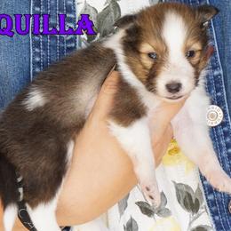 Tequilla - Sable-White Female - Sable and white female Shetland Sheepdog puppy in Frazeysburg, Ohio from Mountain High Kennels