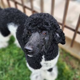 Cream - Poodle