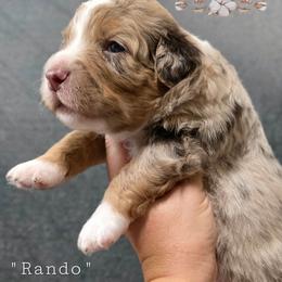 Rando - Brown merle male Aussiedoodle puppy in Vinemont, Alabama from Cotton Country Kennels