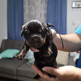 Boy 2 - Black and mahogany male Rottweiler puppy in Seale, Alabama from A & Y Guardian Rottweiler