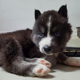 Levi - Agouti and white male Siberian Husky puppy in Buckeye, Arizona from Anime Huskies