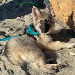 German Shepherds from Singleton Shepherds