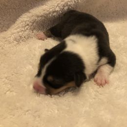 American Corgi and Pembroke Welsh Corgi Puppies from Red White & Bluie Corgi