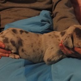 Cardigan Welsh Corgi and Great Dane Puppies from Red Oak Farm and Kennel