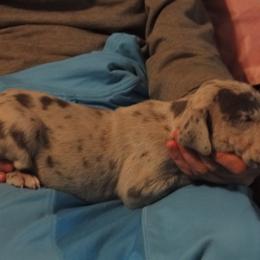 Cardigan Welsh Corgi and Great Dane Puppies from Red Oak Farm and Kennel