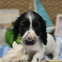 Daisy - Piebald female Dachshund puppy in Pocasset, Massachusetts from Dachs of the Bay