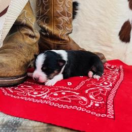 'Cass' - Black tri-color female Australian Shepherd puppy in Durand, Wisconsin from Larson’s Legacy Aussome Aussie Kennels
