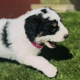 Bernedoodle Puppies from SoCal Bernedoodles