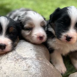 Australian Shepherd Puppies from Imagine Australian Shepherds
