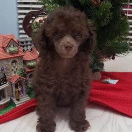 Poodle Puppies from Those Prissy P. Poodles