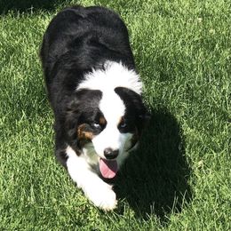 DUFFY - Australian Shepherd